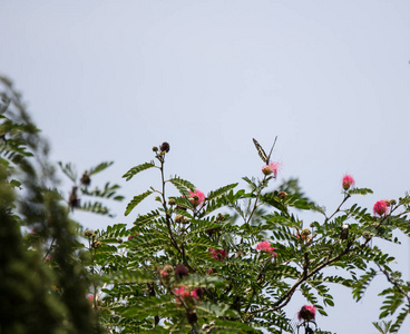 蝴蝶虫花图片