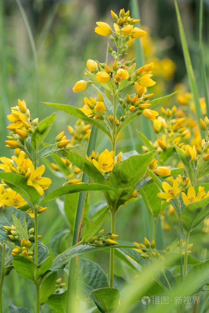 金钱草黄花叶花园黄花叶