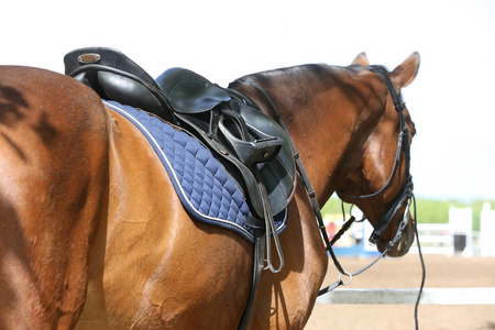 马鞍下的特写镜头室外马鞍下比赛中的特写镜头室外马鞍下比赛中的特写
