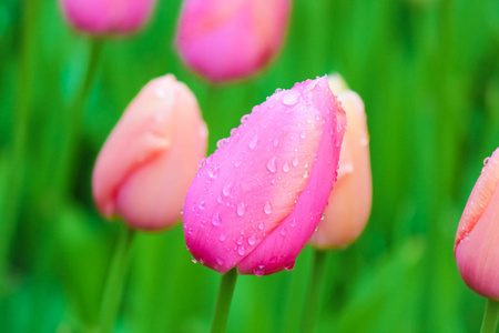 雨滴,晨露滴在五颜六色的花瓣上.荷兰郁金香.荷兰,荷兰.