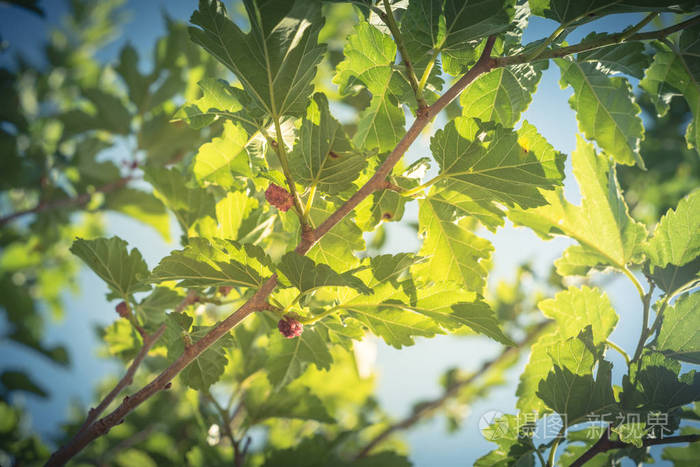 过滤图像成熟的桑树果实在树上准备收获在德克萨斯州，美国