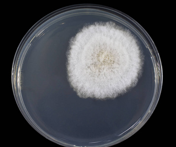 真菌菌落图片-真菌菌落素材-真菌菌落插画-摄图新视界