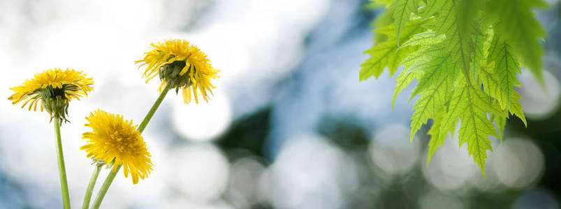 花园里蒲公英花的图片特写图片