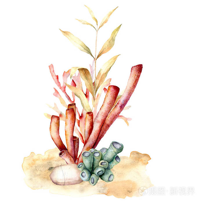 海带枝水彩海藻卡手工绘制的水下花卉插画白色背景上有藻类叶子和珊瑚