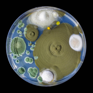 真菌菌落图片-真菌菌落素材-真菌菌落插画-摄图新视界