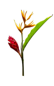 热带花红姜单花和海螺花图片