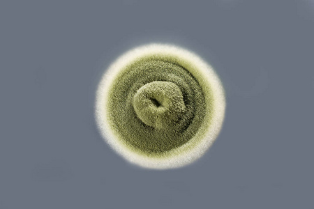 室内空气培养的霉菌菌落图片