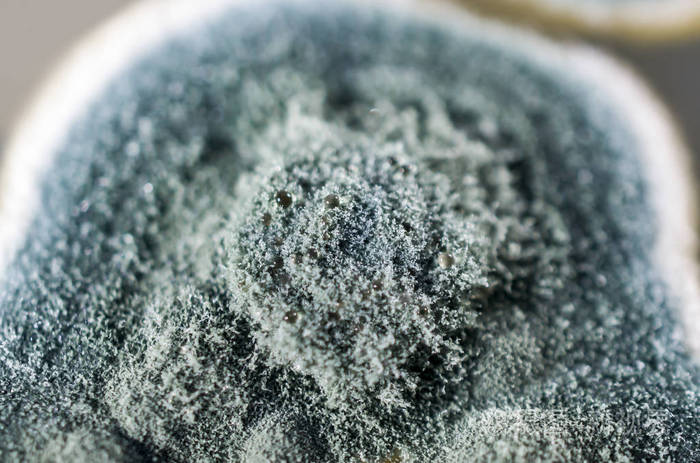 青霉菌菌落在沙氏葡萄糖琼脂上的研究