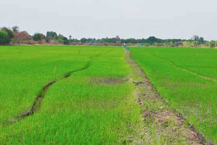 田地和水稻图片