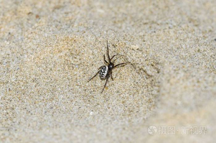 海滩 危险 捕食者 特写镜头 恐惧症 蜘蛛 扁桃体