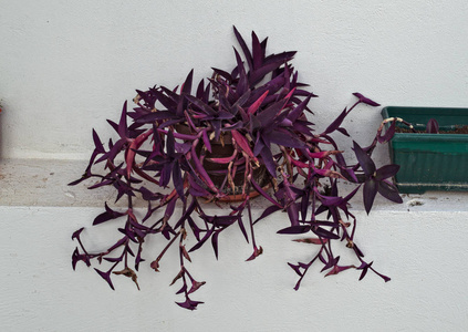 架上花坛紫叶室内植物图片