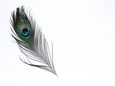 孔雀翎图片