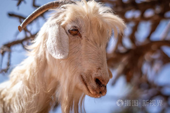 一个山羊头的特写镜头阿尔甘树上的羊