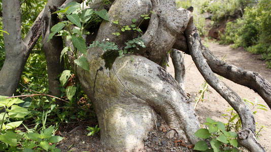 奇葩人形树女人的人形树照片