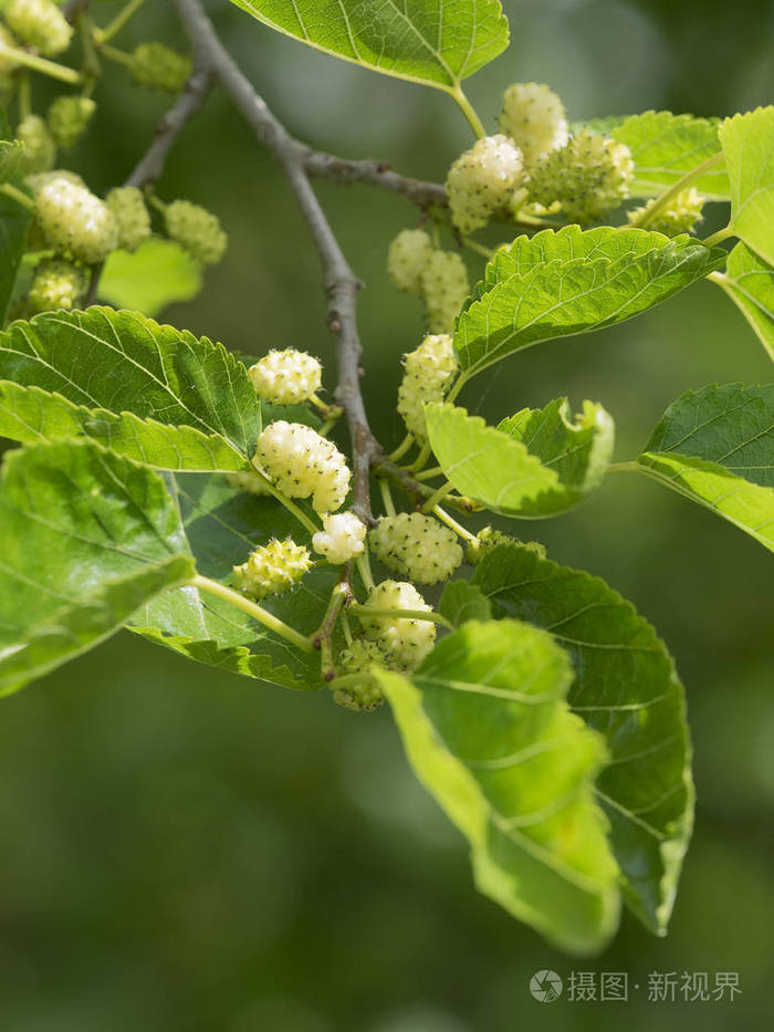 初夏果叶白桑细部
