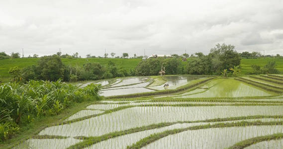 巴厘岛水稻梯田美景图片