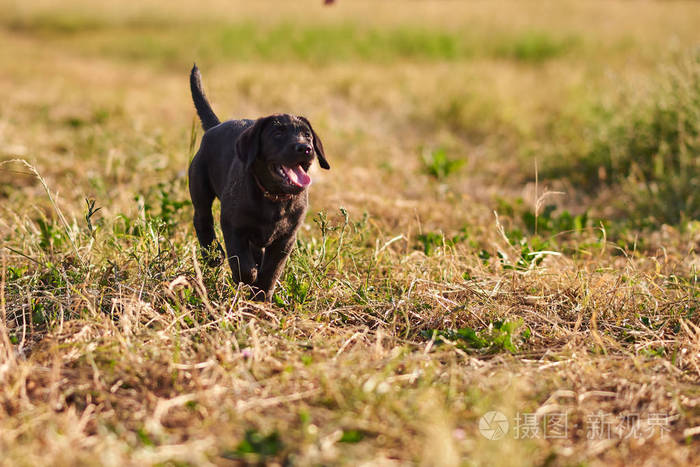 可爱的小狗拉布拉多黑色伸出舌头在草地上奔跑