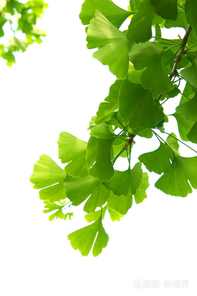 银杏树上的绿叶白果树的叶子在明亮的天空