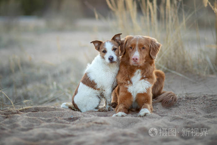 两条狗在沙滩上日落.新斯科舍鸭鸣叫猎犬和杰克拉塞尔犬在大自然.