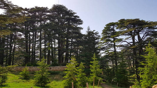 香柏树海岸图片