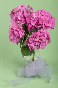 粉红色绣球花在绿色背景上图片