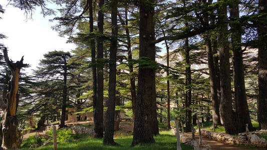 黎巴嫩的香柏木I图片图片