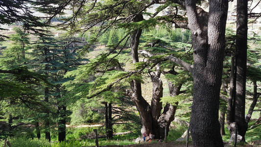神的香柏树是黎巴嫩香柏林最后的遗迹之一照片