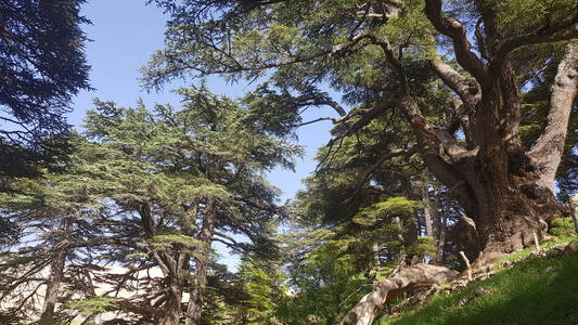 黎巴嫩的香柏木I图片图片