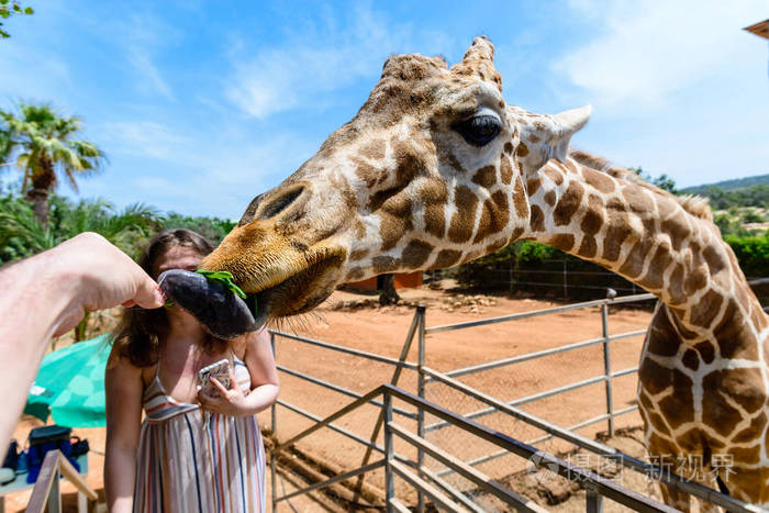特写长颈鹿吃手上的叶子