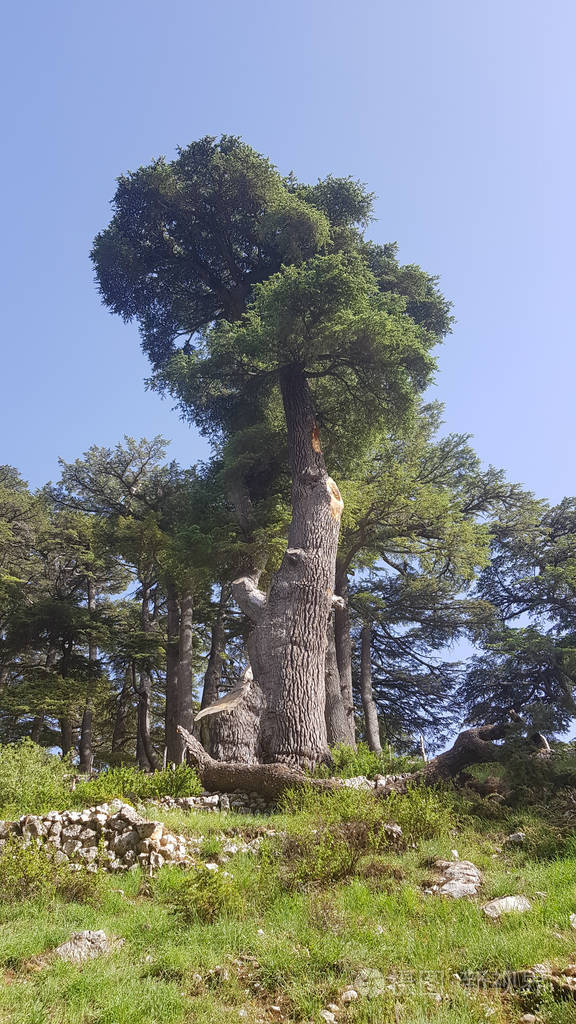 利巴嫩的香柏树图片
