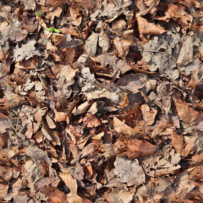 瓦片 烟草 地面 坚果 落下 百万像素 季节 树叶 自然