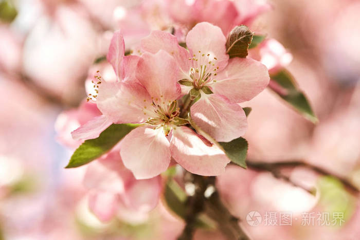 粉红色 园艺 春天 花园 夏天 柔和的 樱花 自然 特写镜头