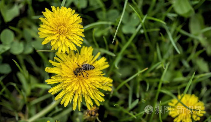 蜜蜂从黄花中采集花粉
