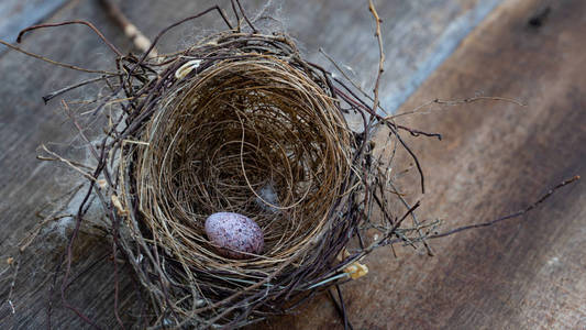 野生动物鸟巢里的鸟蛋图片