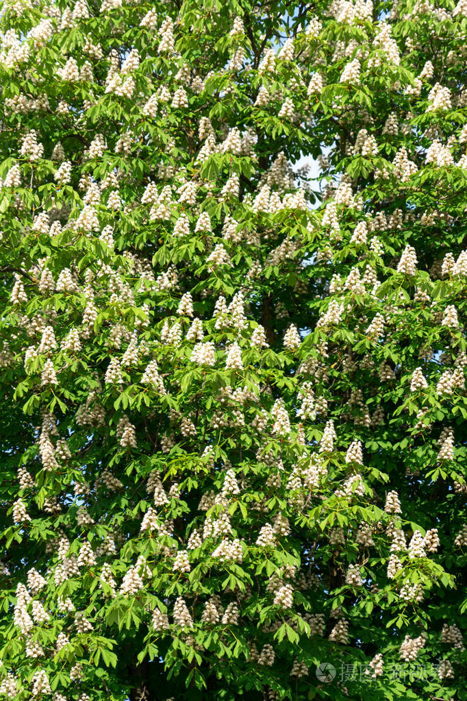 开花栗树.蓝天映衬下的栗子花