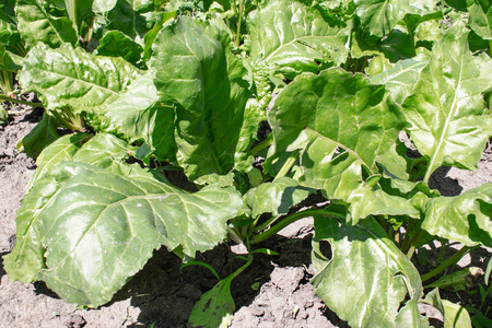 在白色背景一电灯泡以新鲜的事假年轻运动妇女咬吃新鲜甜菜根与绿叶