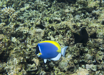 濒危礁蓝塘鱼图片