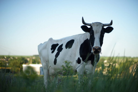 黑白颜色的牛图片