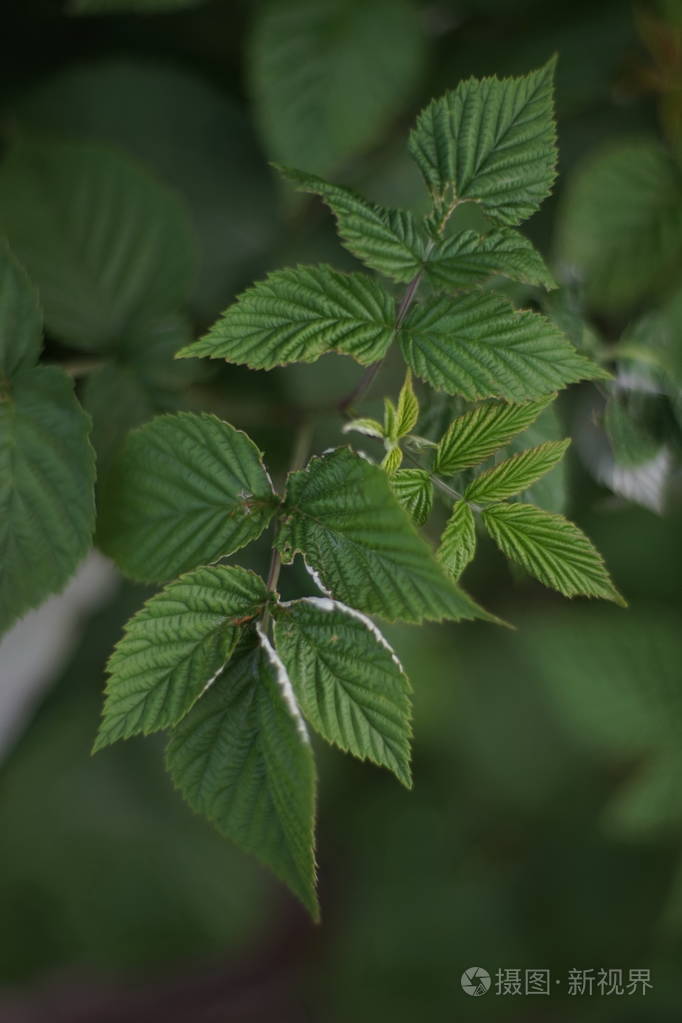 花园里树莓的嫩叶