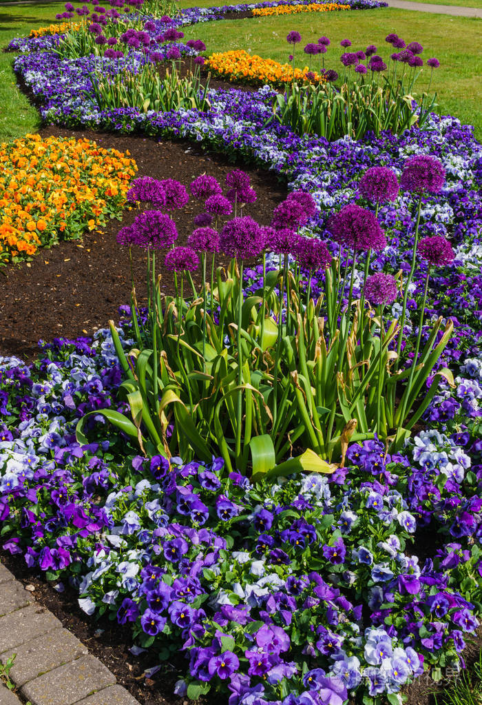 城市公园里五颜六色的三色堇和其他花卉花坛