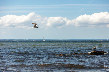 一只海鸥在海边的海滩附近飞翔图片