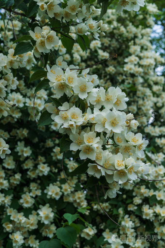 花园里洒满了白花的茉莉花丛