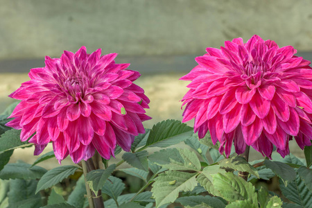 早春天的水仙花图片