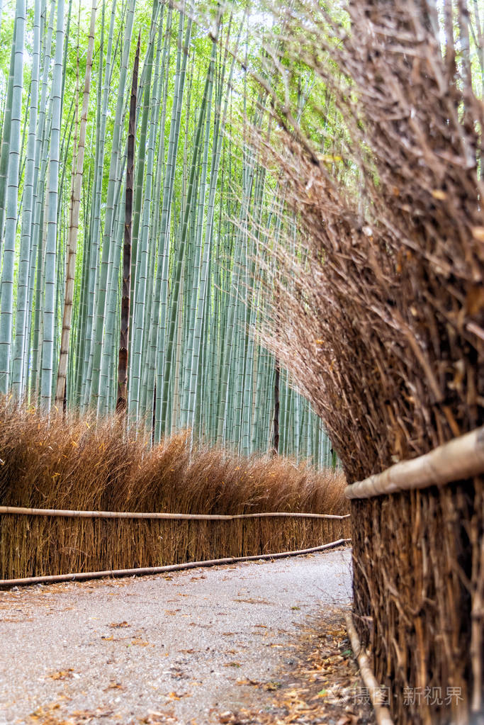 日本京都荒山竹林