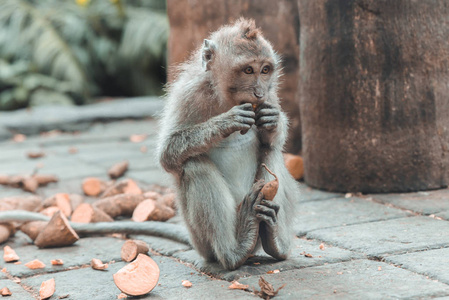 印尼巴厘岛乌布德猴林吃猴宝宝图片