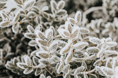 树叶上的霜图片