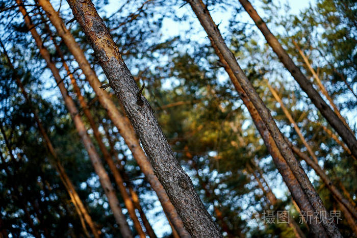 森林夏季针叶树树干的斜视图