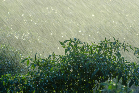雨天有阳光的青椒照片