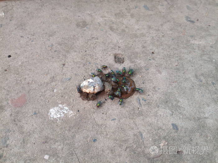 鸡粪上的青肉苍蝇