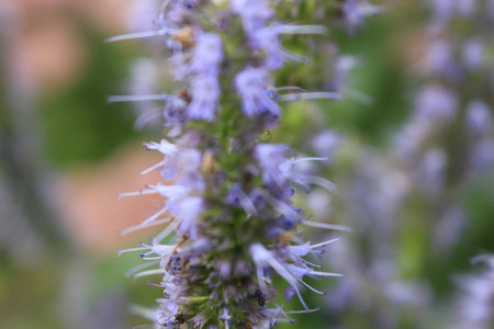 韩国薄荷藿香花图片